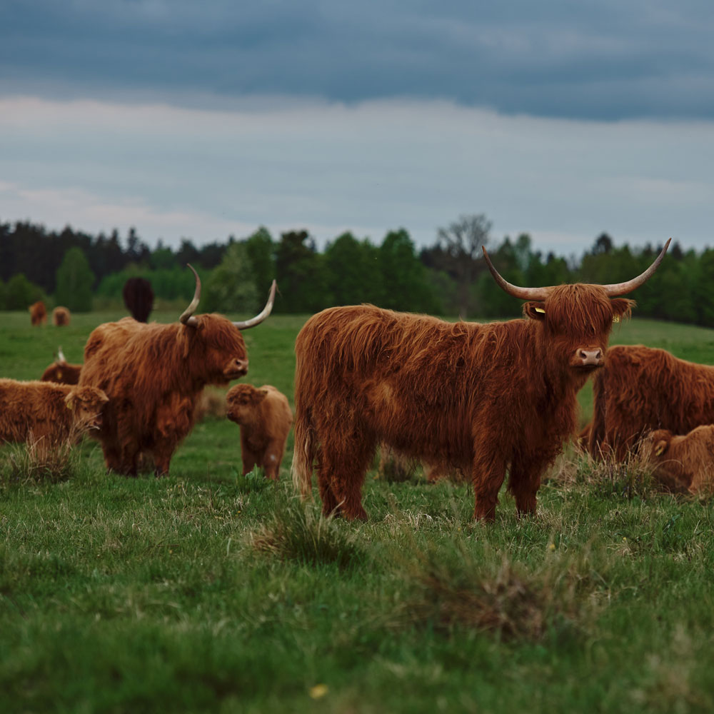 Highlandbeef Rindfleisch