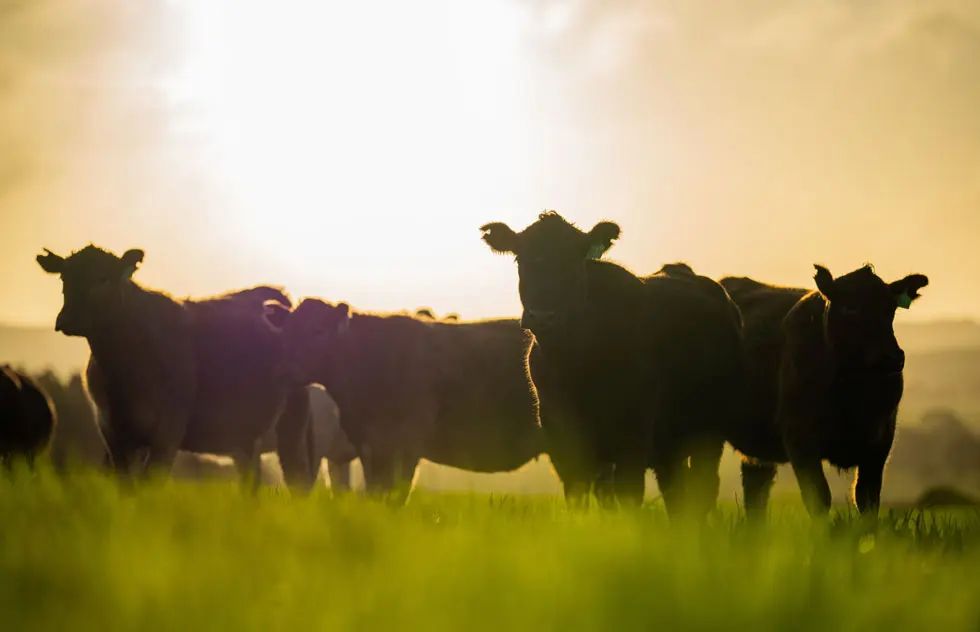 Angus-Rind – bekannt für saftiges, fein marmoriertes Fleisch und erstklassigen Geschmack.