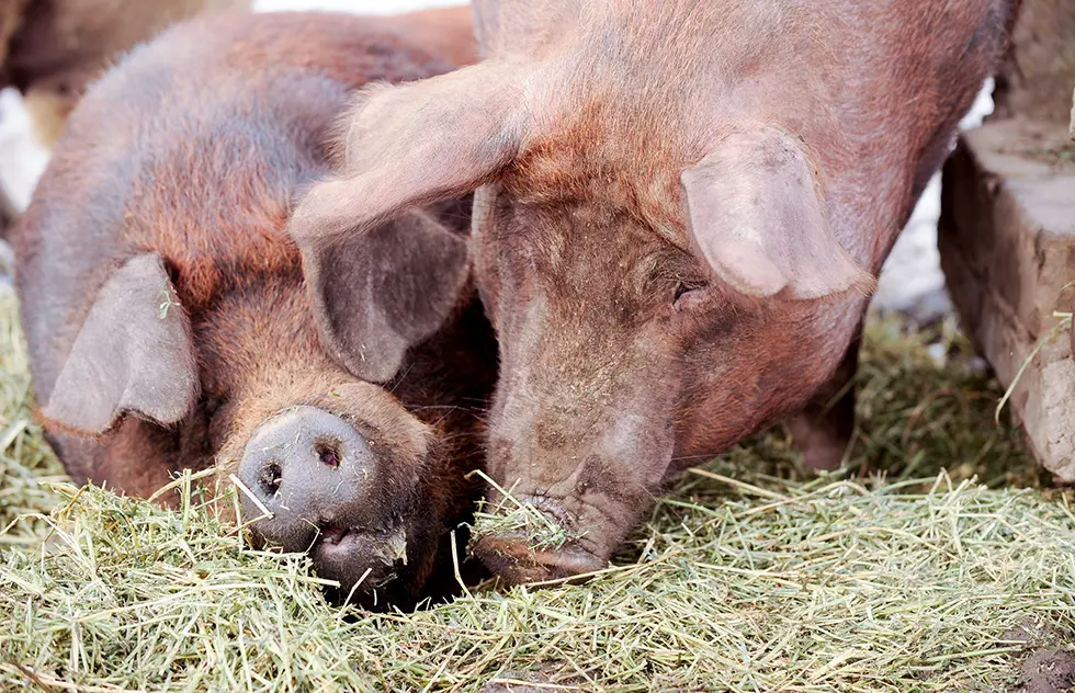 Bio-Schweine aus artgerechter Haltung – für natürliches, aromatisches Fleisch in höchster Qualität.