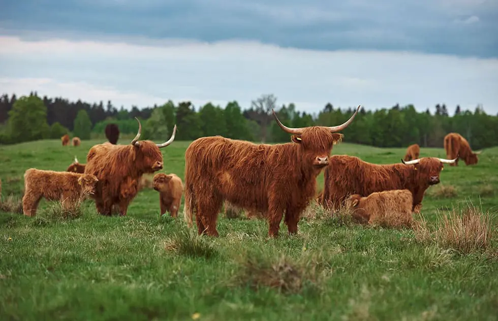 Highland Beef – robust aufgewachsen, fein im Geschmack und besonders zart im Biss.
