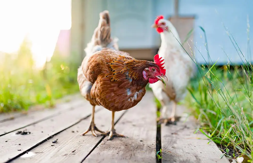 Bio-Hendl – natürlich aufgewachsen für zartes Fleisch und authentischen Geschmack.