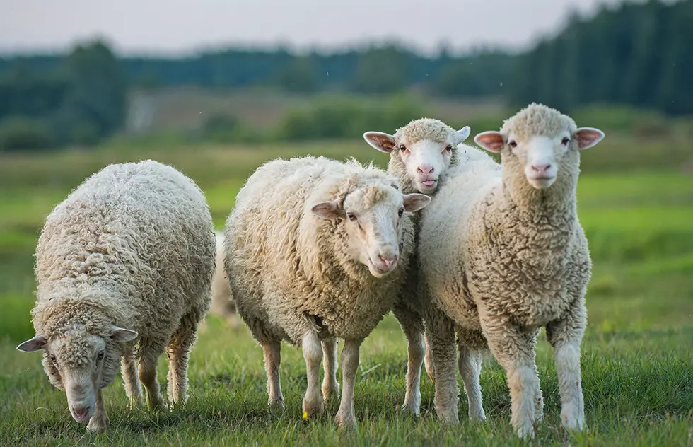 Die Lämmer stammen von ausgewählten Höfen aus der Region, wo sie artgerecht gehalten, mit viel Fürsorge aufgezogen und auf saftigen Weiden gehalten werden.