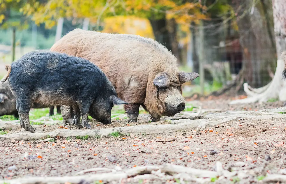 Bio-Mangalitza-Schweine – alte Rasse mit besonders saftigem, aromatischem Fleisch und feiner Marmorierung.
