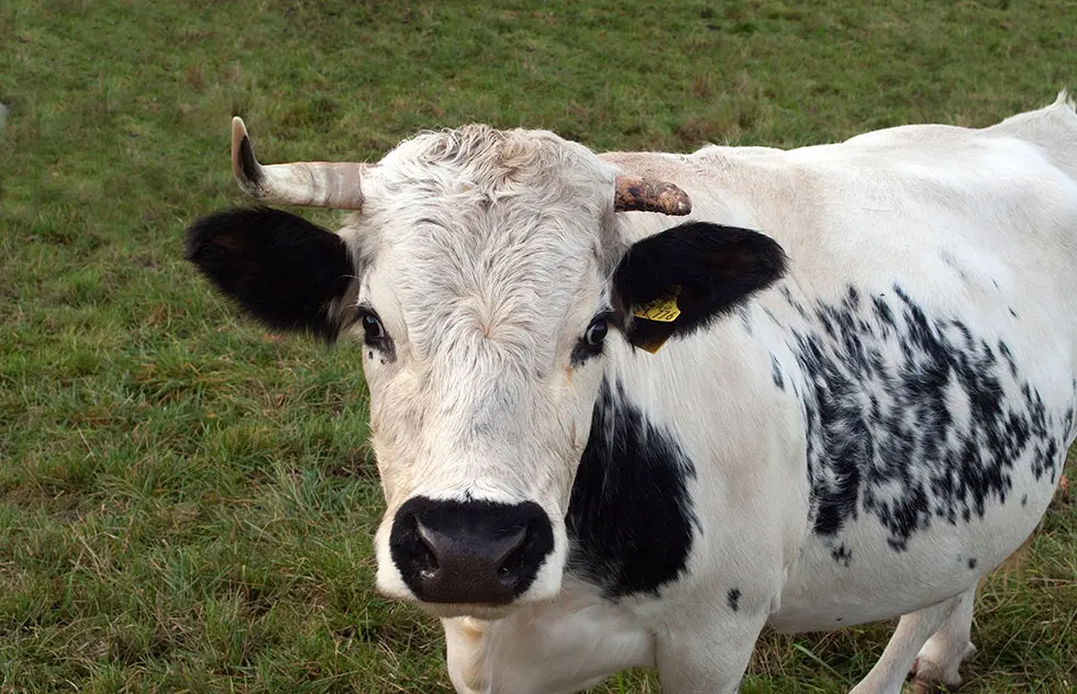 Bio Pustertaler Sprinzen – seltene Rinderrasse mit traditioneller Haltung und hochwertigem Fleisch.