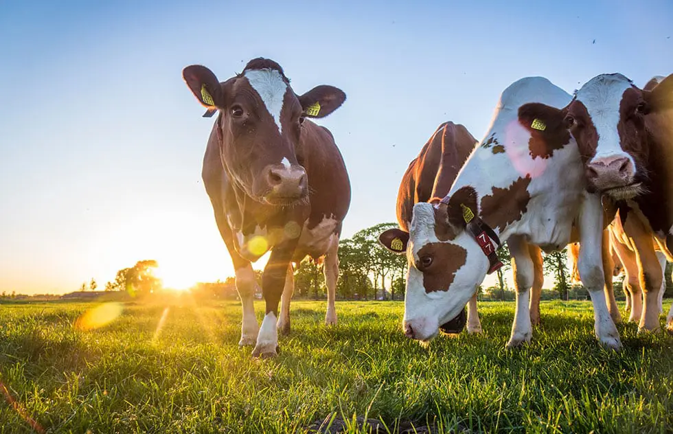 Rinder aus regionaler Haltung – für natürlich gereiftes Fleisch mit vollem Geschmack.