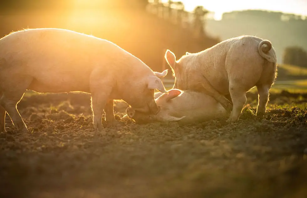 Schweine aus artgerechter Haltung – für natürliches, aromatisches Fleisch in höchster Qualität.