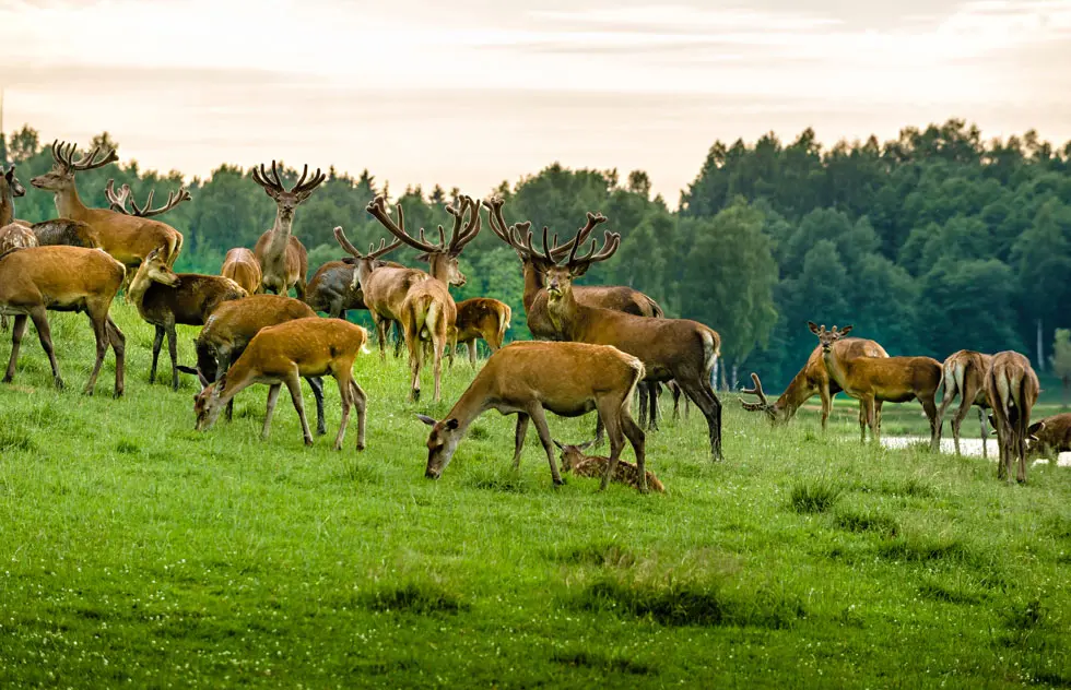 Wildtiere aus heimischen Wäldern – naturbelassen, nachhaltig und voller Geschmack.