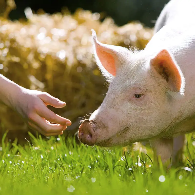 Unsere Tiere wachsen in artgerechter Haltung auf – mit viel Raum, Ruhe und Sorgfalt.